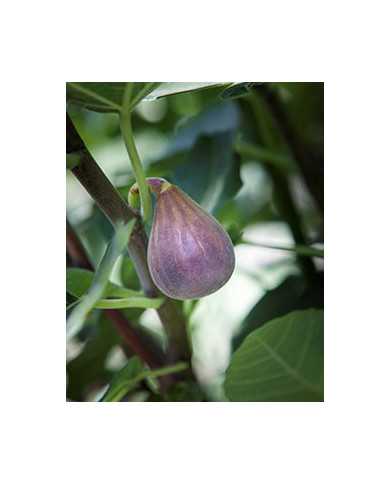 Bio Feigenbaum Negronne