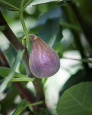 Bio Feigenbaum Negronne