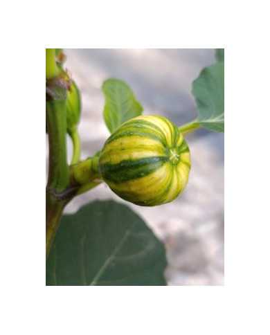 Bio Feigenbaum Oro (***)