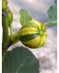 Bio Feigenbaum Oro (***)