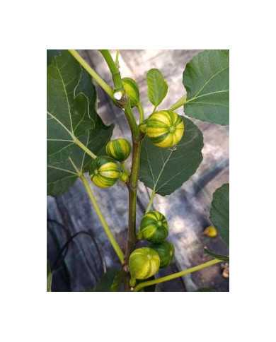 Bio Feigenbaum Oro (***)
