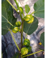 Bio Feigenbaum Oro (***)