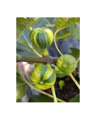 Bio Feigenbaum Oro (***)