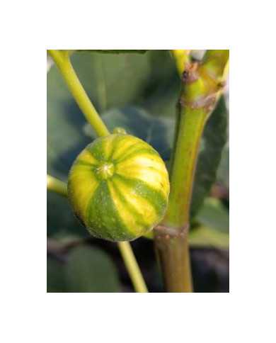 Bio Feigenbaum Oro (***)