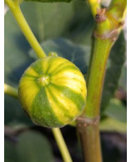 Bio Feigenbaum Oro (***)