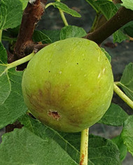 biofeigenbaumparadisobianco