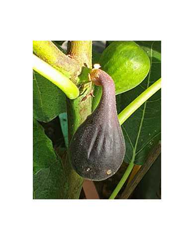 biofeigenbaumpetitenegri