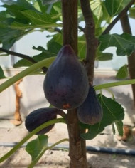 Bio Feigenbaum Petite negri (**)