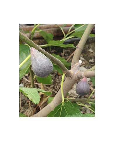 Bio Feigenbaum Petite negri (**)