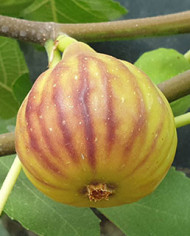 biofeigenbaumpetrovacacrna