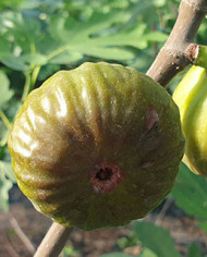 Bio Feigenbaum Piccolo Nero (**)