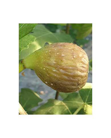 Bio Feigenbaum Piccolo Nero (**)