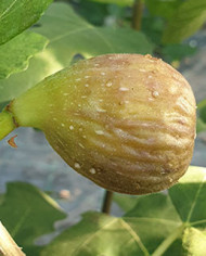 Bio Feigenbaum Piccolo Nero (**)