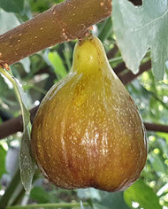 Bio Feigenbaum Piccolo Nero (**)
