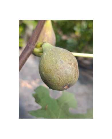 biofeigenbaumroxana