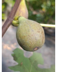 biofeigenbaumroxana