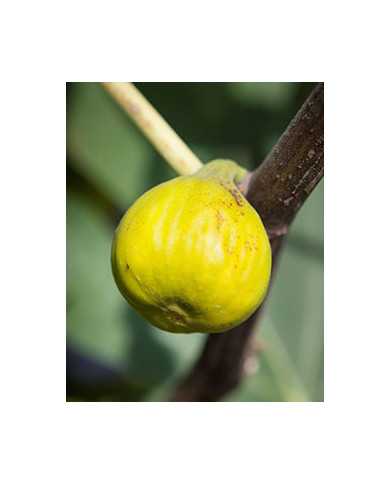 Bio Feigenbaum Tena