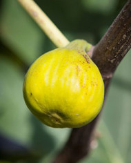 Bio Feigenbaum Tena