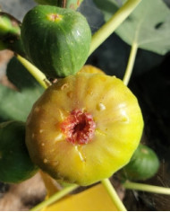 biofeigenbaumterza