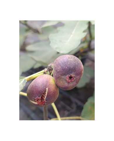 Bio Feigenbaum Valle (*) Bio Feigenbaum Valle (*)