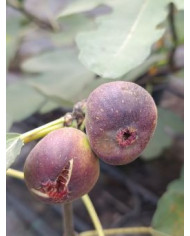 Bio Feigenbaum Valle (*) Bio Feigenbaum Valle (*)