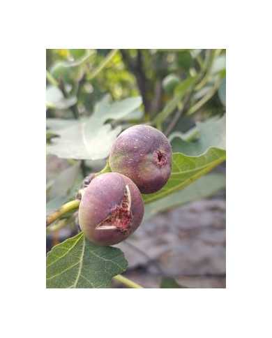 Bio Feigenbaum Valle (*) Bio Feigenbaum Valle (*)