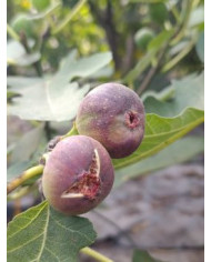 Bio Feigenbaum Valle (*) Bio Feigenbaum Valle (*)