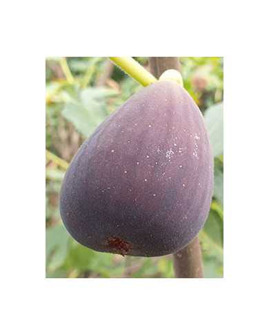 biofeigenbaumverdone biofeigenbaumverdone