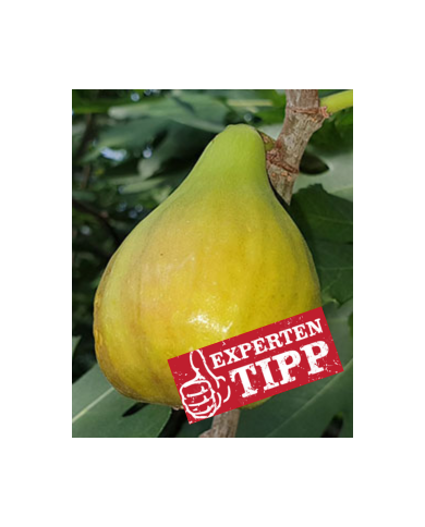 Bio Feigenbaum - BT Hietzinger