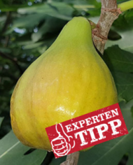 Bio Feigenbaum - BT Hietzinger