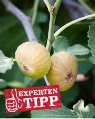 Bio Feigenbaum - BT Hietzinger
