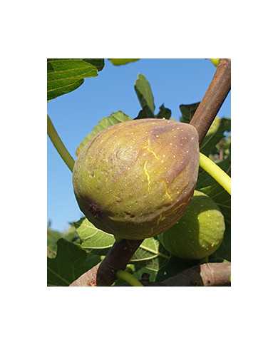 Bio Feigenbaum - Perretta