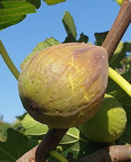 Bio Feigenbaum - Perretta Bio Feigenbaum - Perretta