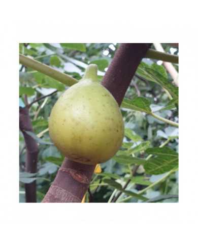 Bio Feige Steckholz Yellow Long Neck (**)