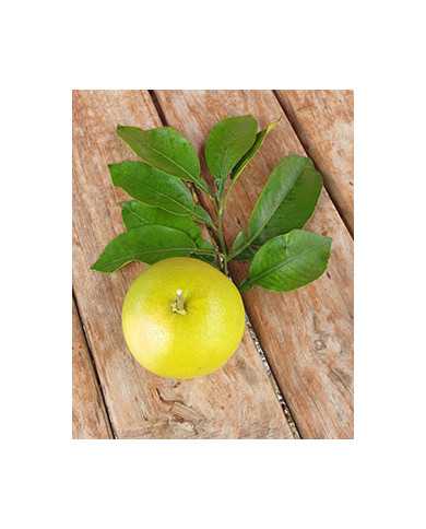 biozitrusorange'chimera'