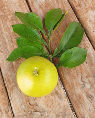 biozitrusorange'chimera'