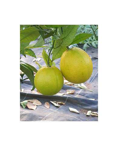 Bio Zitrus Orange 'Chimera' (*)