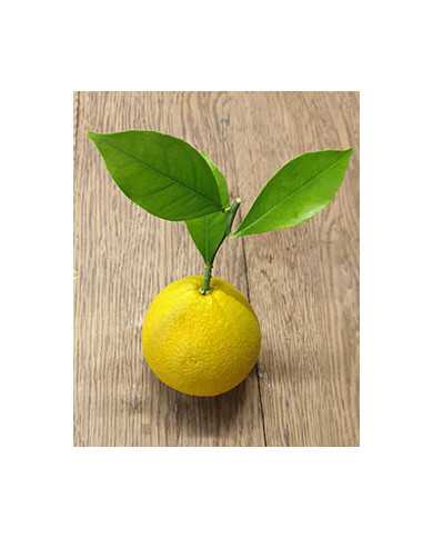 biozitrusorange'korolokbatumskij'