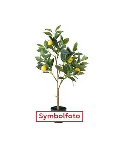 Bio Zitrus Clementine 'Sanford F2 Curafora' (*)