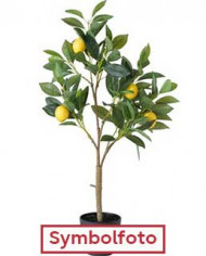 Bio Zitrus Clementine 'Sanford F2 Curafora' (*) Bio Zitrus Clementine 'Sanford F2 Curafora' (*)