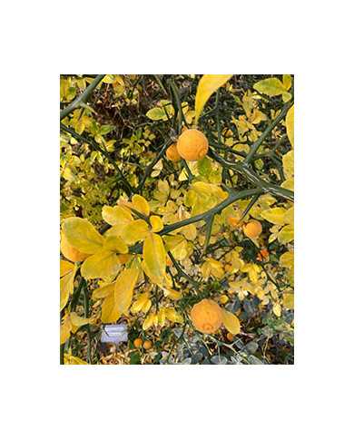 Bio Zitrus Dreiblättrige Orange, Bitterorange, Poncirus trifoliata