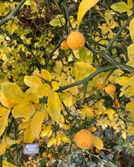 Bio Zitrus Dreiblättrige Orange, Bitterorange, Poncirus trifoliata