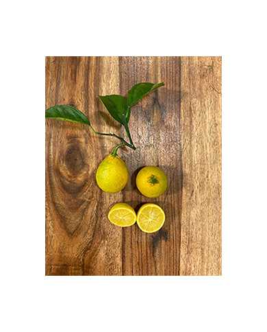 Bio Zitrus Zitrone, Citrangequat 'Thomasville' (**)