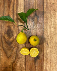 Bio Zitrus - Yuzu - Japanische Zitrone (*) Bio Zitrus - Yuzu - Japanische Zitrone (*)