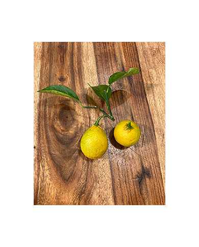 Bio Zitrus Zitrone, Citrangequat 'Thomasville' (**)