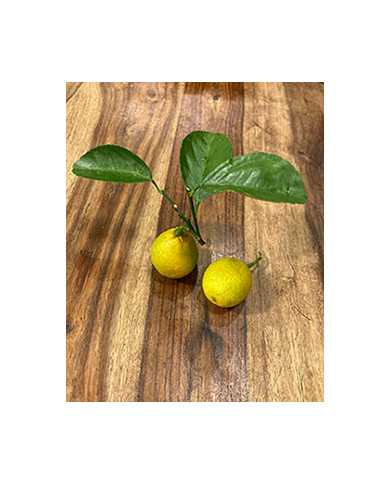 Bio Zitrus Zitrone, Citrangequat 'Thomasville' (**) Bio Zitrus Zitrone, Citrangequat 'Thomasville' (**)