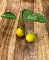 Bio Zitrus Zitrone, Citrangequat 'Thomasville' (**) Bio Zitrus Zitrone, Citrangequat 'Thomasville' (**)