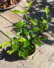 Bio Zitrus Kaffirlimette, Zitronenblatt Bio Zitrus Kaffirlimette, Zitronenblatt