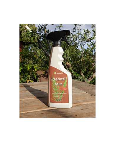 Bio Schachtelhalm