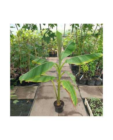 Bio Japanische Faserbanane